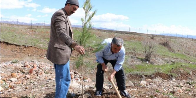 Çam fidanları toprakla buluşturuldu