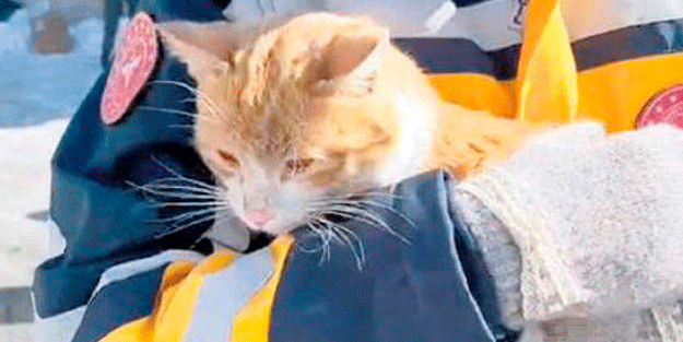 AFAD depremle uğraşırken siz AFAD'la uğraştınız. Utanın!!! Bir kedi kadar bile olamadınız.