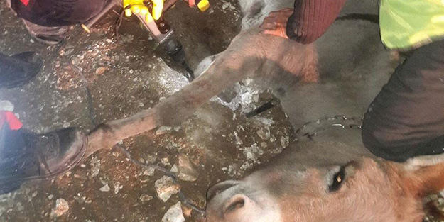 AFAD bu kez de eşeği kurtardı