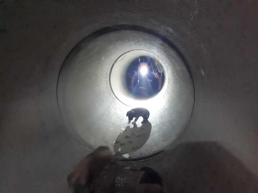 AFAD ekipleri rögarda mahsur kalan 3 yavru köpeği kurtardı 