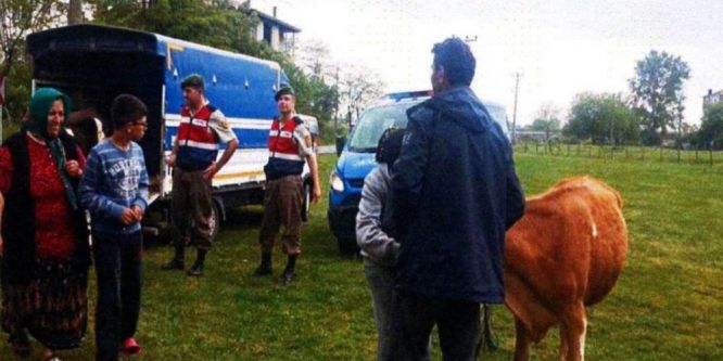 Ordu’da hayvan hırsızlığına 1 tutuklama
