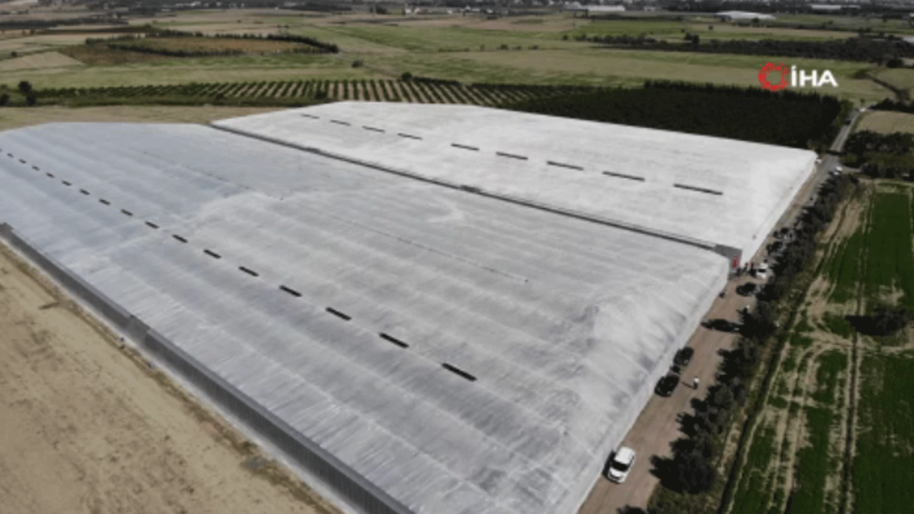 Afetzede kardeşler, deprem bölgesinde 120 dönüm sera alanında muz üretip ekonomiye katkı sağlıyorlar