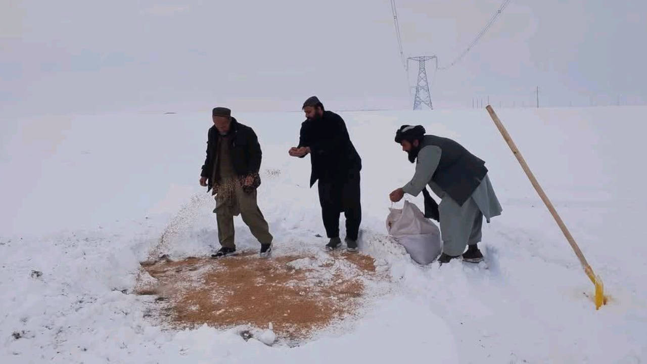 Afganistan’da aç kuşların zorlu kışı atlatması için dağlara buğday serpiliyor