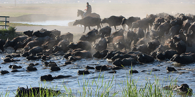Afrika değil Kayseri! Mandalar böyle görüntülendi