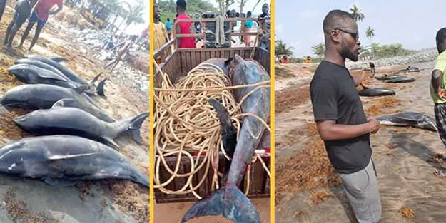 Afrika sahillerinde korkutan görüntü