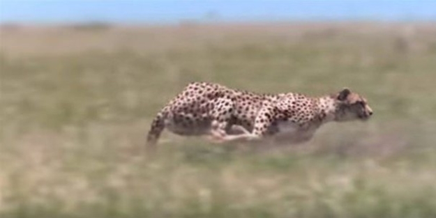 Afrika'da sıra dışı olay!