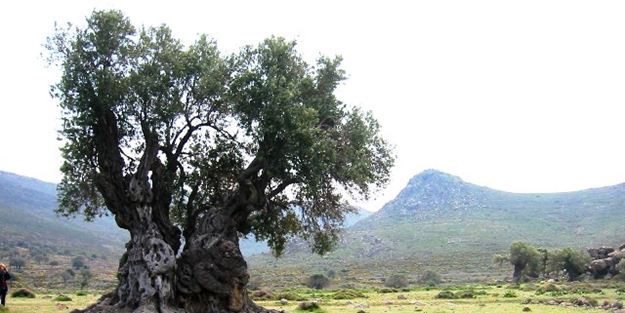 Afrika'da tespit edildi! 7 milyardan fazla