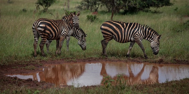 Afrika'daki yaban hayatından kareler