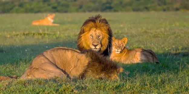 Afrika'nın aslanları tehlike altında