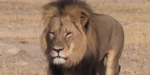 Afrika'nın en ünlü aslanı öldürüldü