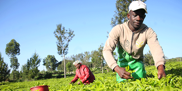 Afrika'nın Rize'sinde çay hasadı