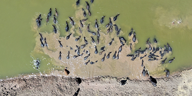 Afrika'yı aratmayan görüntüler Diyarbakır'dan!