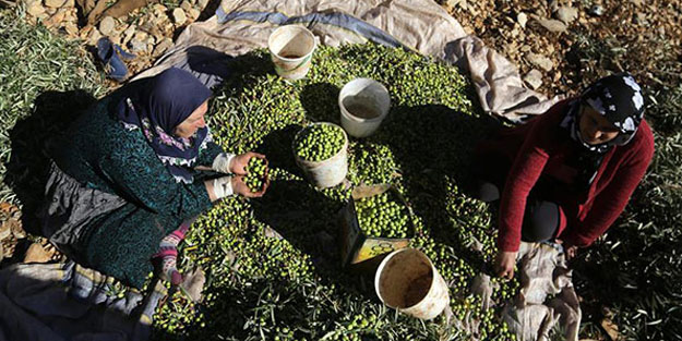 Afrin'de güven ortamında zeytin hasadı başladı