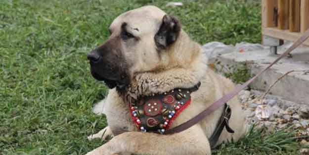 Afyonkarahisar'da 40 ilden 300 köpek yarıştı