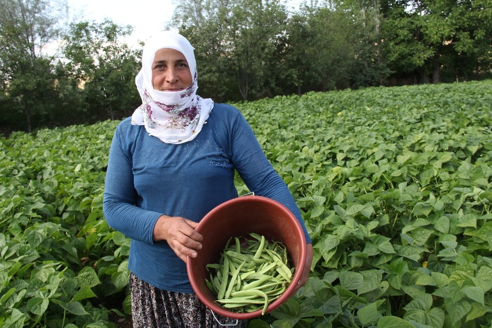 Afyonkarahisar’da fasulye hasadı başladı 