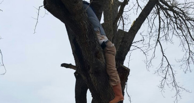 Ağaç arasına sıkışan vatandaşın feci sonu