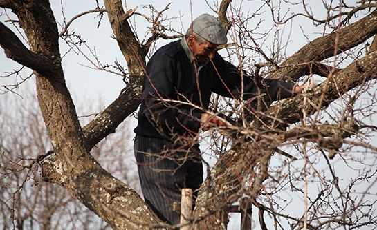 Ağaçlar kışa hazırlandı