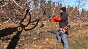 Ağaç budama nasıl yapılır?