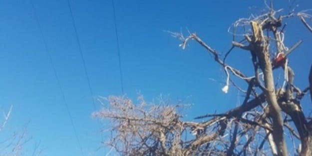 Ağaç budarken akıma kapılıp öldü