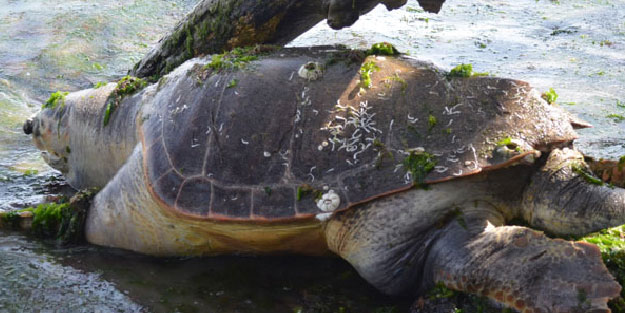 Ağaç dalları arasında şişmiş caretta caretta ölüsü bulundu
