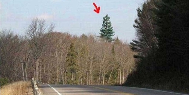 Ağaç gibi görünüyorlar ama gerçek çok farklı!