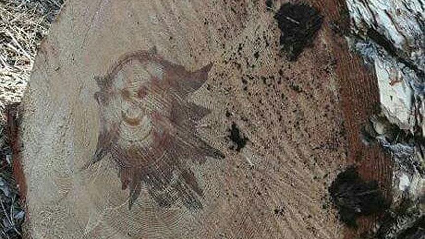 Ağaç gövdesinden 'gülen yüz' çıktı!