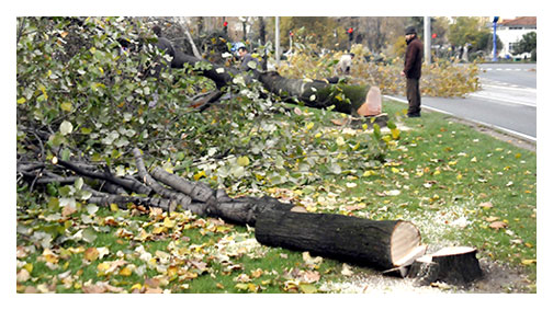 Ağaç katiline suç duyurusu