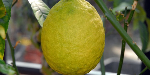 Ağaç kavununun faydaları nelerdir?