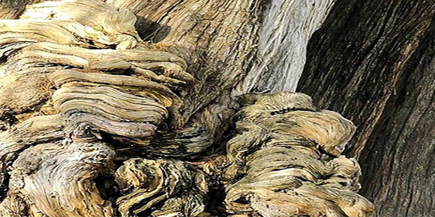 Ağaç kovuğundaki kediyi 10 saniyede bulan üstün görsel zekaya sahip!