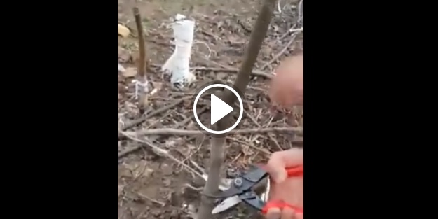 Ağaç nasıl aşılanır?