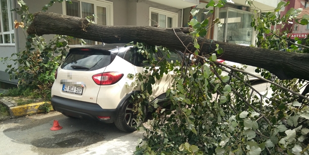 Ağaç, otomobilin üzerine devrildi