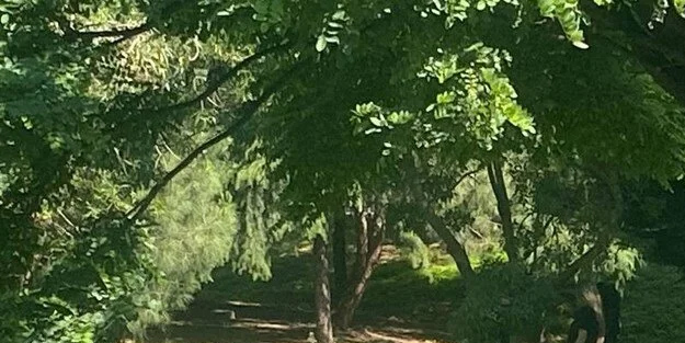 Ağaca asılı olan ceset! D-100 kenarında şüpheli ölüm: Hiç vakit kaybetmeden soruşturma başlatıldı