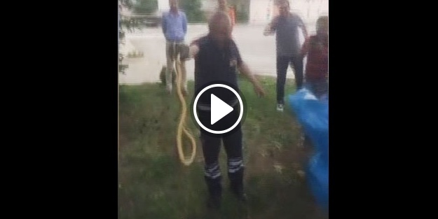 Ağaca tırmanan yılanı itfaiye ekipleri yakaladı