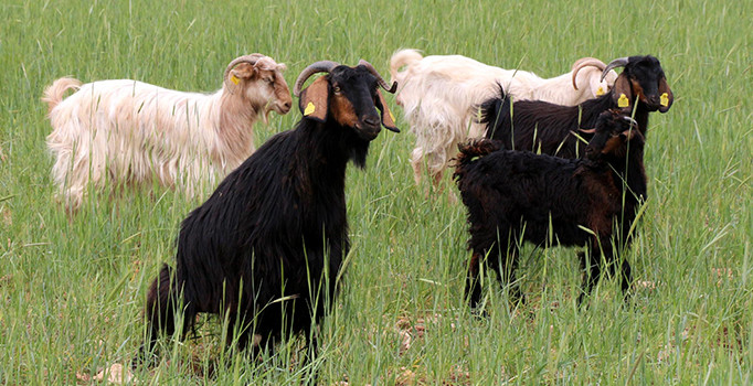 Ağaca yıldırım düştü, çevresindeki 13 keçi telef oldu
