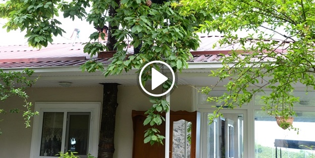 Ağacı kesmemek için evin içinden geçirdi!