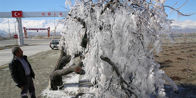 Ağacın hikayesi fıkraları aratmadı!
