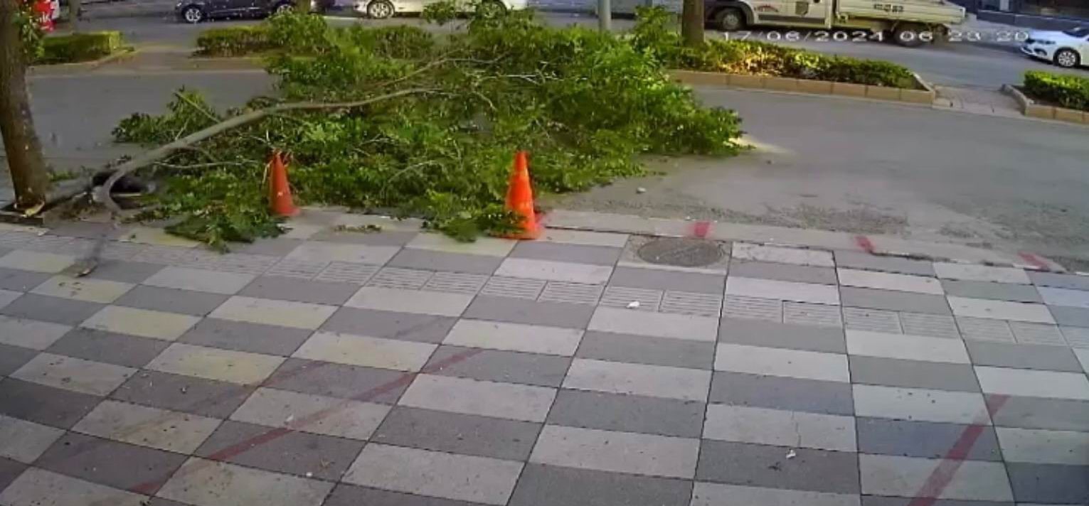 Ağacın kırılan dalı faciaya yol açıyordu