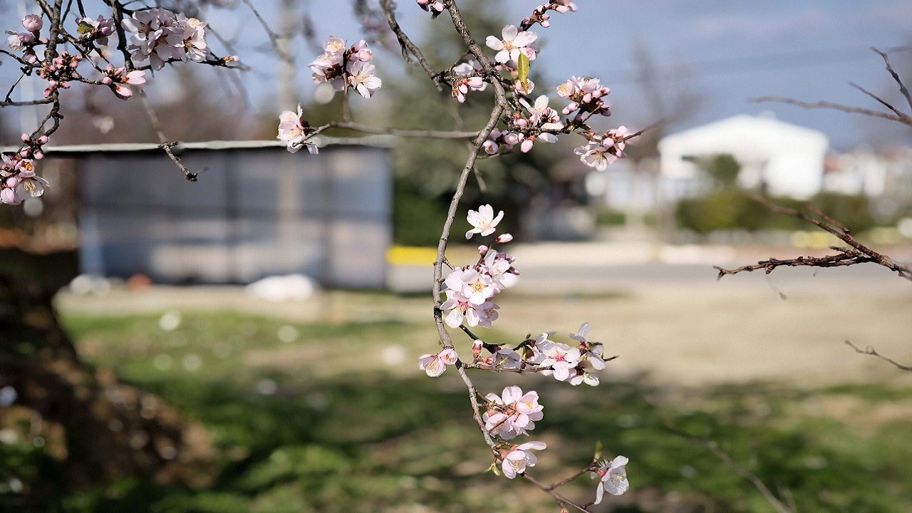 Ağaçlar mevsimleri şaşırdı!