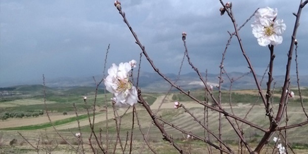 Ağaçlar yalancı bahara aldandı