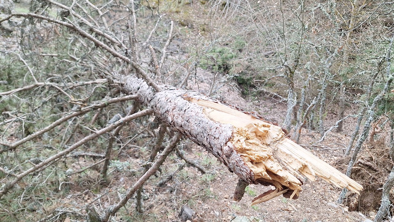 Ağaçlar zorlu kış şartlarına dayanamadı