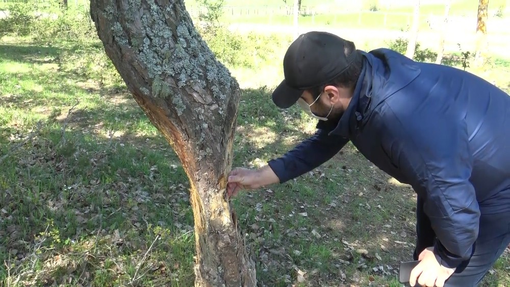 Ağaçları canlı canlı oydular 