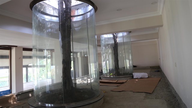 Ağaçları kesmemek için fanus formülü