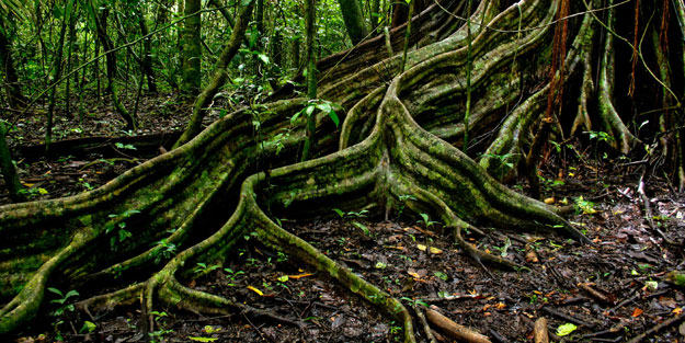 Ağaçların yeraltı internet ağı