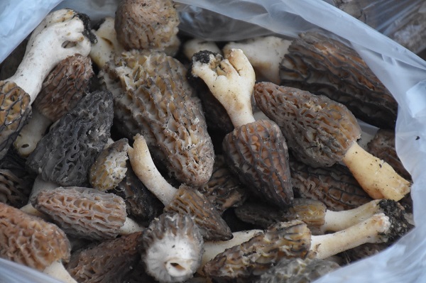 Ağaçların altından toplanıyor | Yarım altın ile yarışan bitki