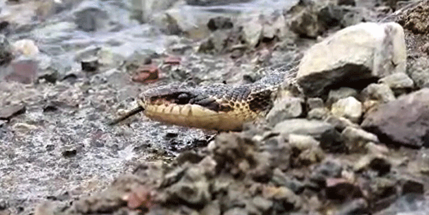 Ağaçta asılı görenler dehşete düştü! Türkiye'de yaşayan en büyük yılan ortaya çıktı