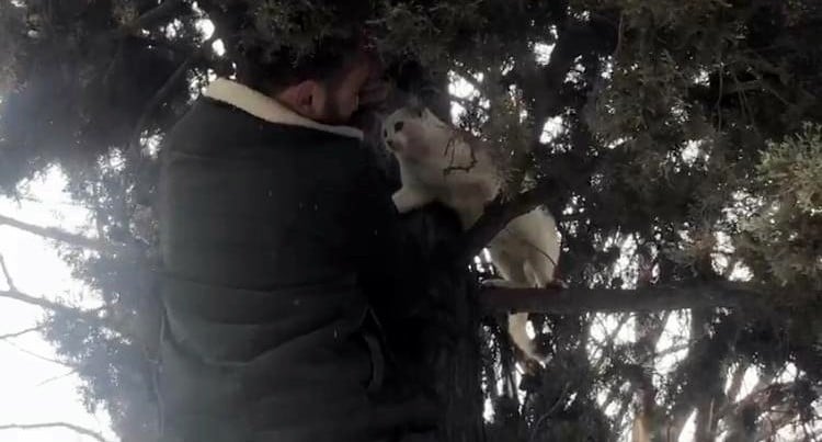 Ağaçta mahsur kalan hamile kedinin yardımına esnaf yetişti 