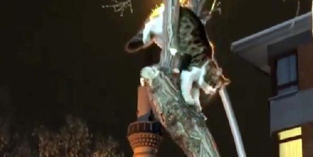 Ağaçta mahsur kalan kedi için seferber oldular