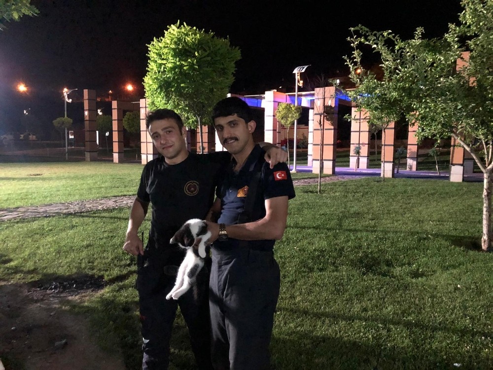 Ağaçta mahsur kalan kedi itfaiye ekiplerince kurtarıldı 