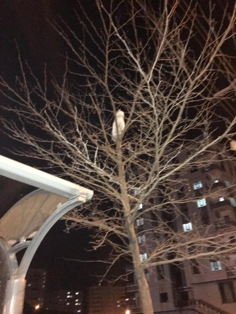 Ağaçta mahsur kalan kedinin imdadına İtfaiye yetişti 