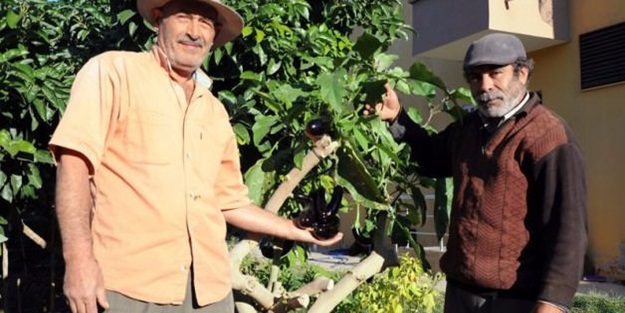 Ağaçta patlıcan yetiştirdi, pişman oldu!